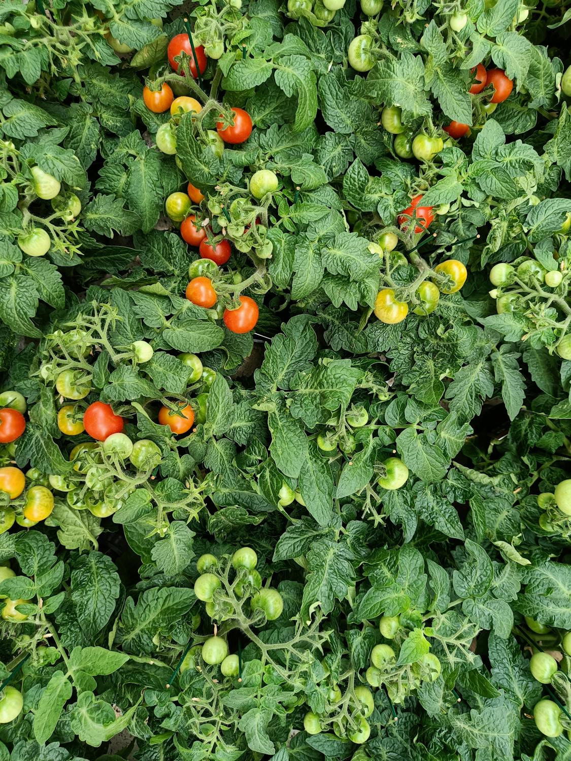 Crop Production
