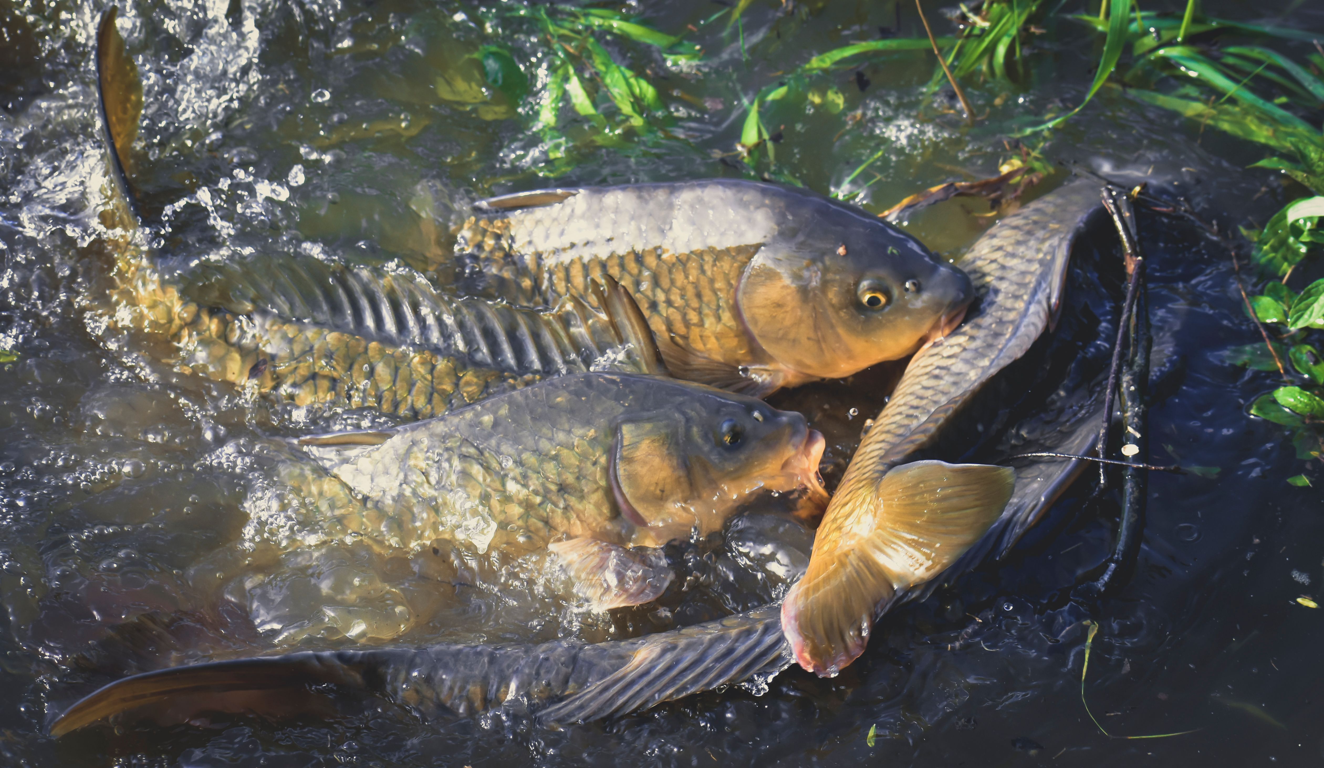 The Silent Goldmine Growing Beneath the Water Surface