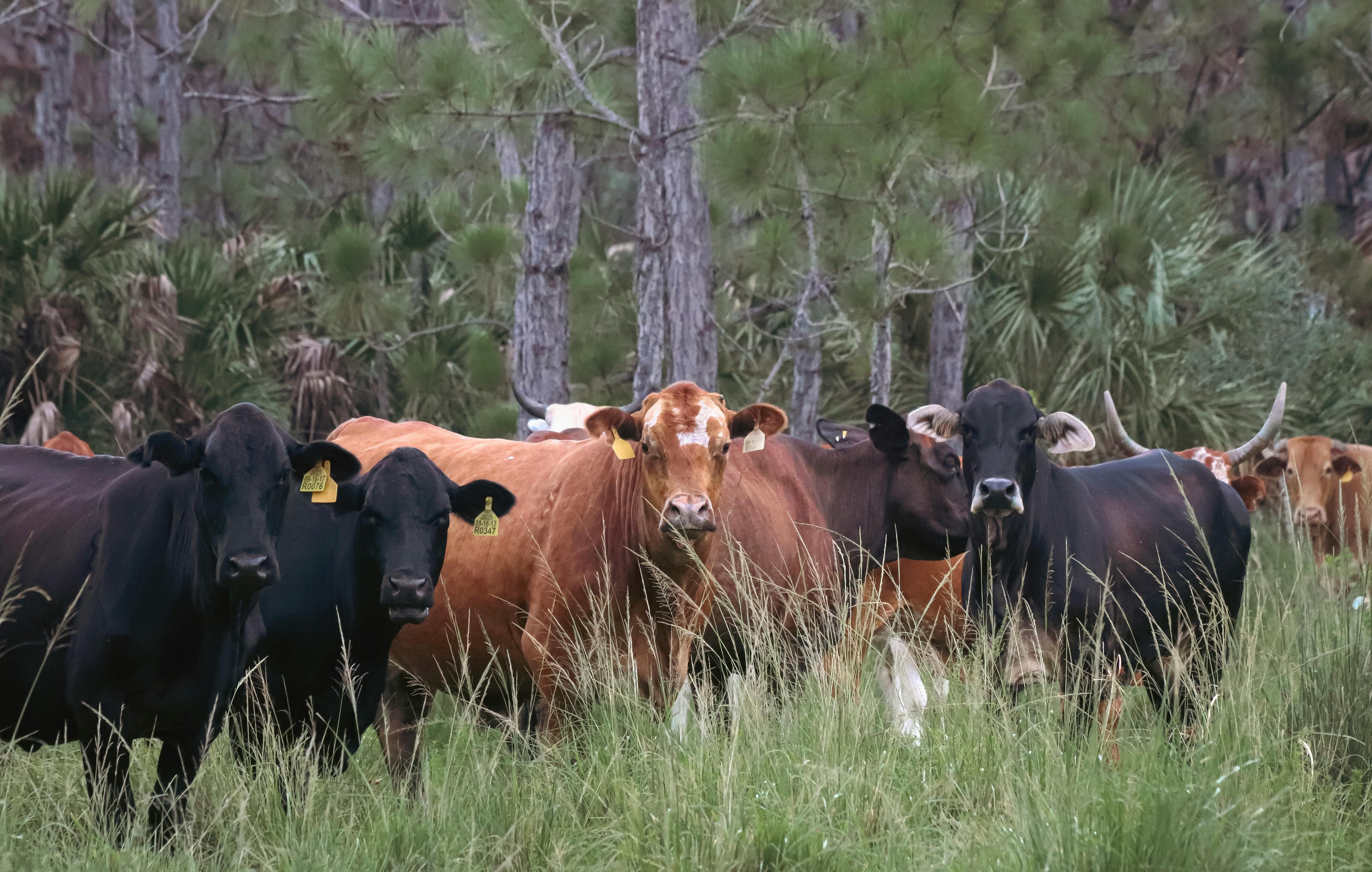 5 Livestock Management Mistakes Costing Farmers Thousands