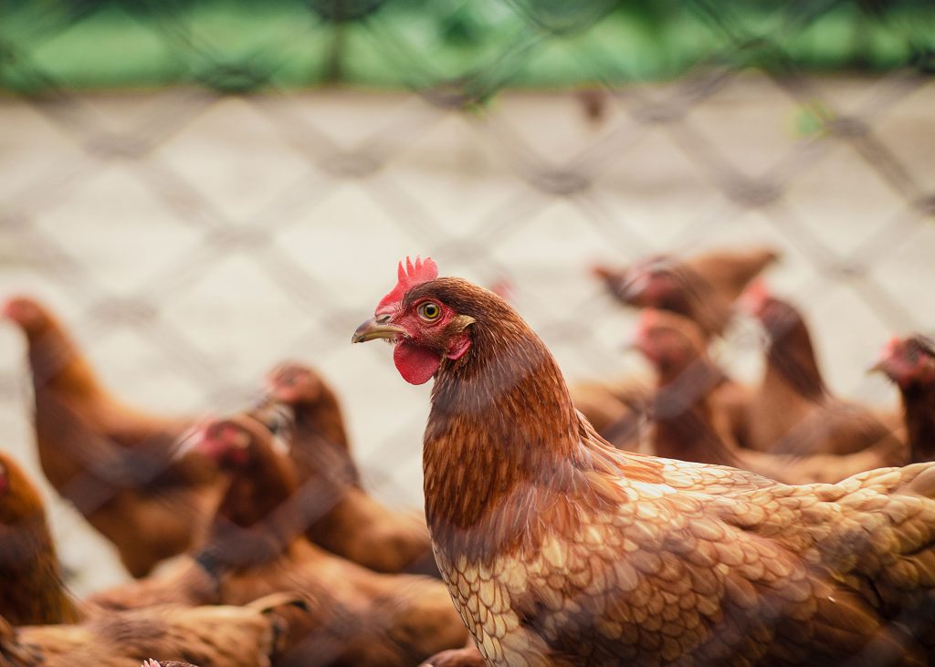 Poultry Farming: Best Practices for Sustainable and Profitable Production