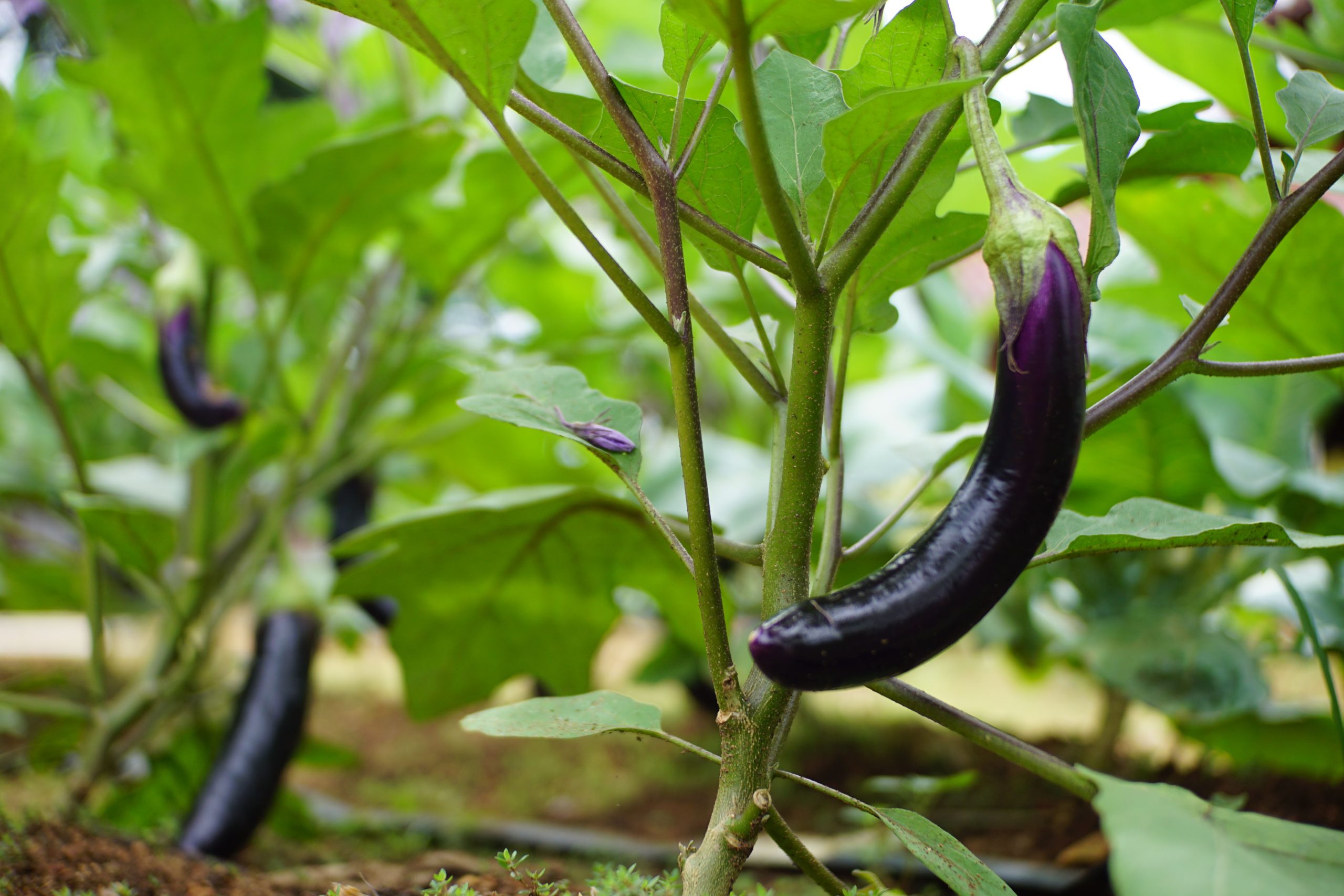 How to Grow Eggplant: Essential Practices for Healthy Growth and High Yields