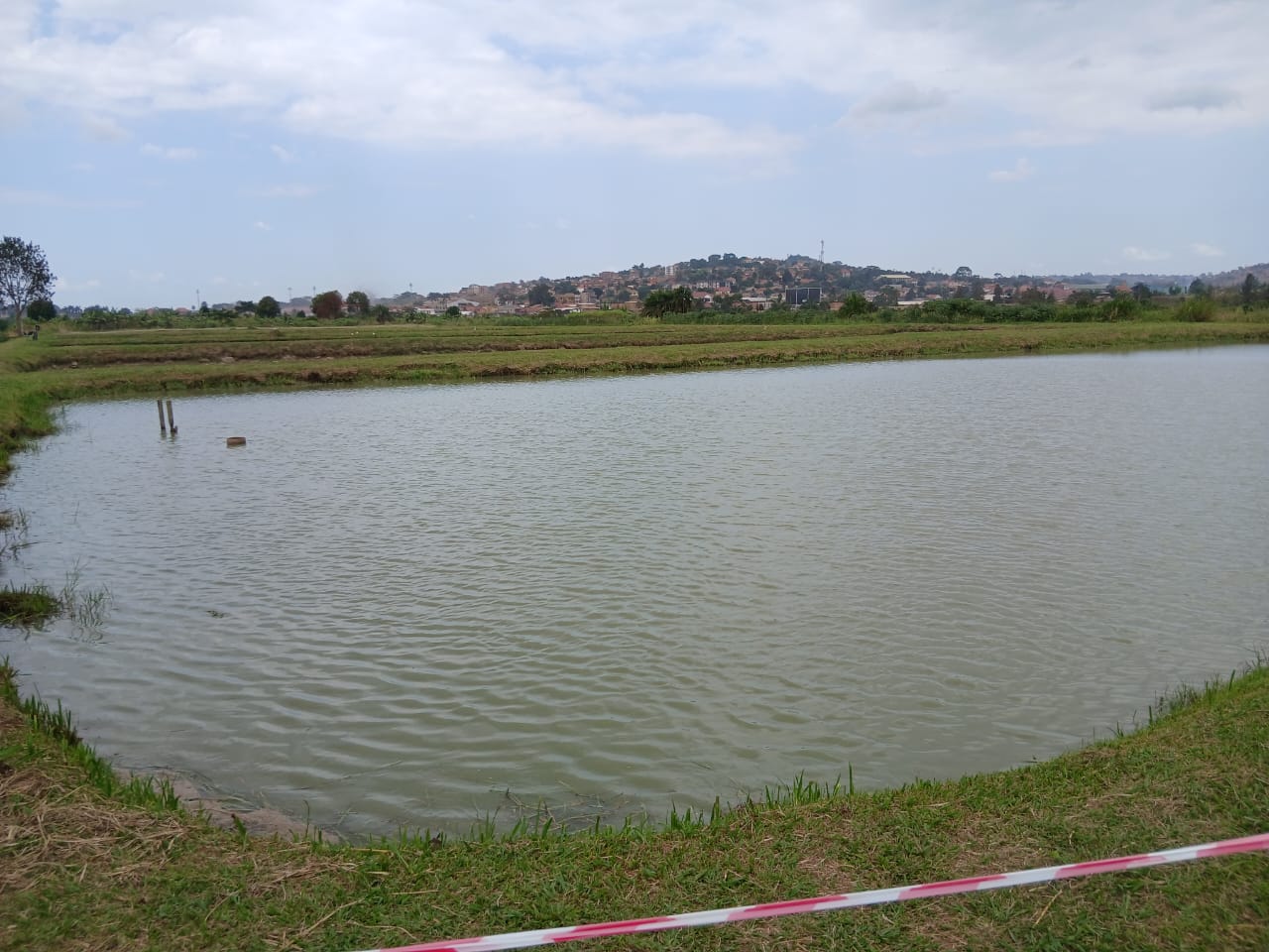 How to Manage Water Quality in Fish Ponds: Essential Practices for Healthy Fish and High Productivity