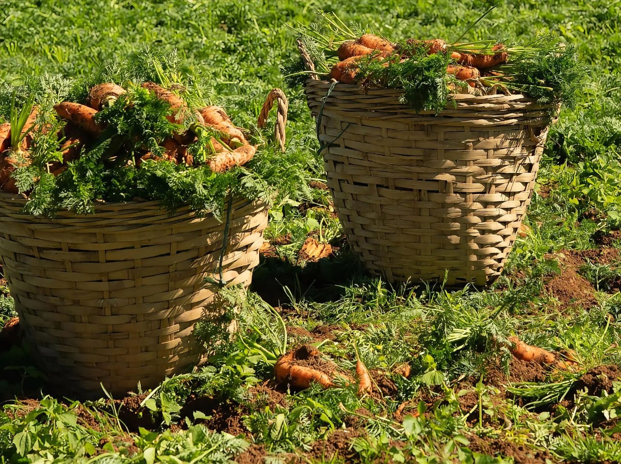 When to Harvest Carrots: Signs They Are Ready