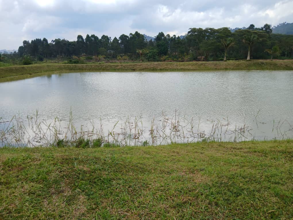 How to Construct and Manage a Fish Pond for Successful Aquaculture
