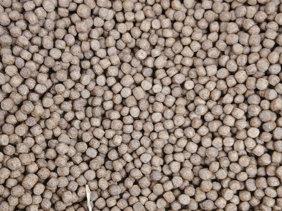 How to Choose the Right Feed for Farmed Fish
