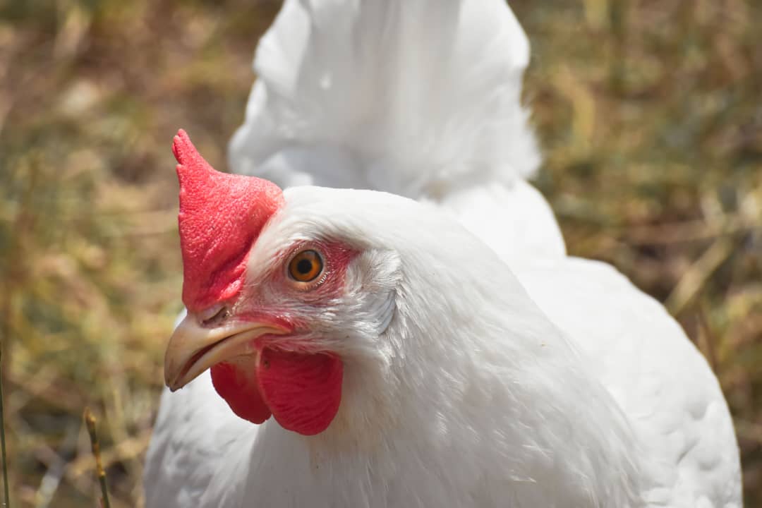 Broiler Chicken Management: Best Practices for Rapid Growth