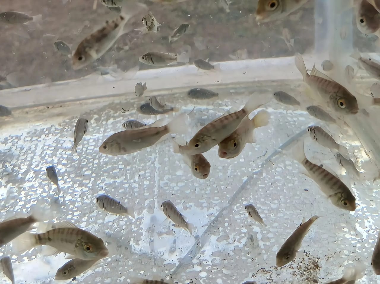 How to Select Healthy Fish Fingerlings: A Complete Guide for Successful Fish Farming