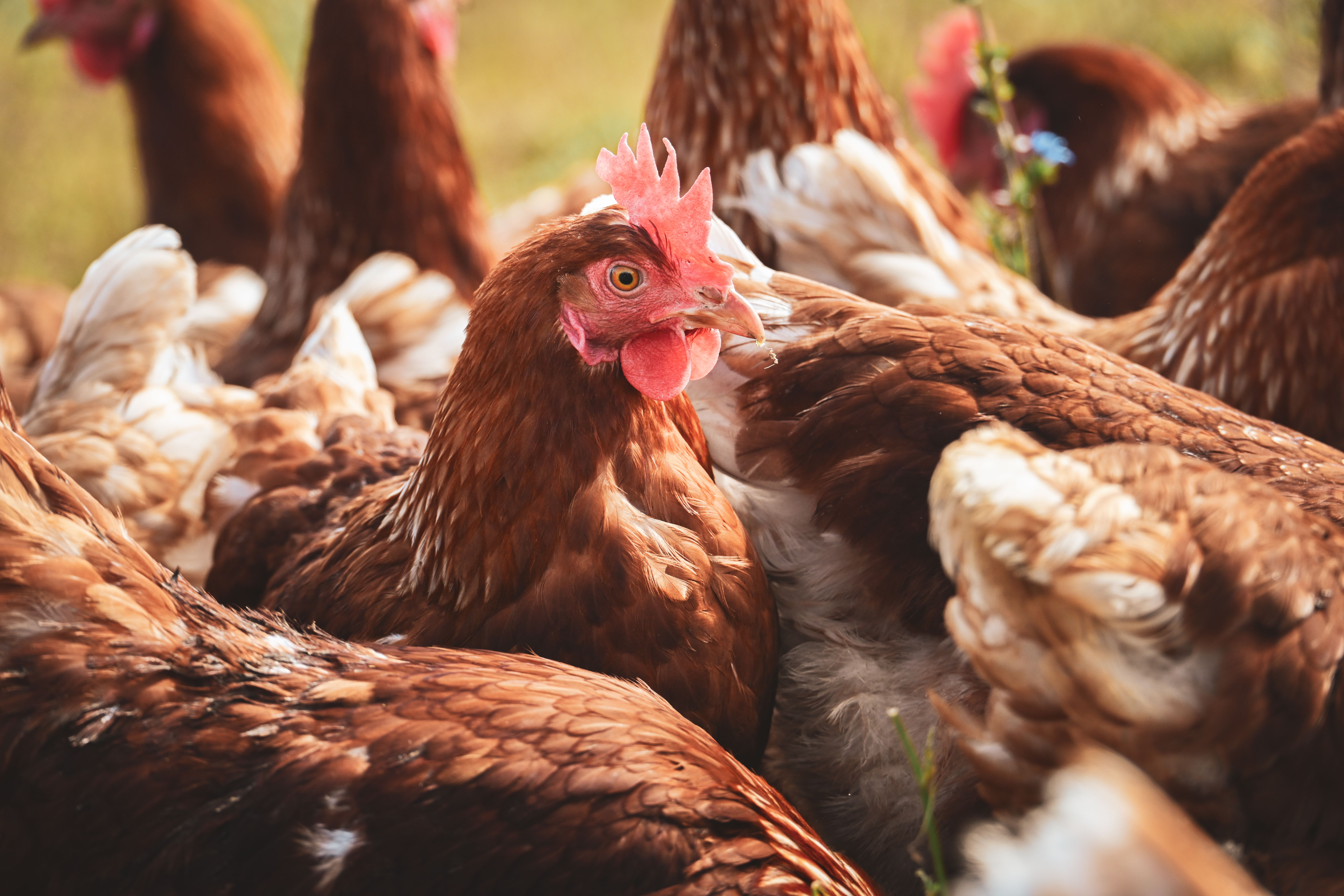 How to Increase Egg Production in Layer Chickens: Essential Management Practices