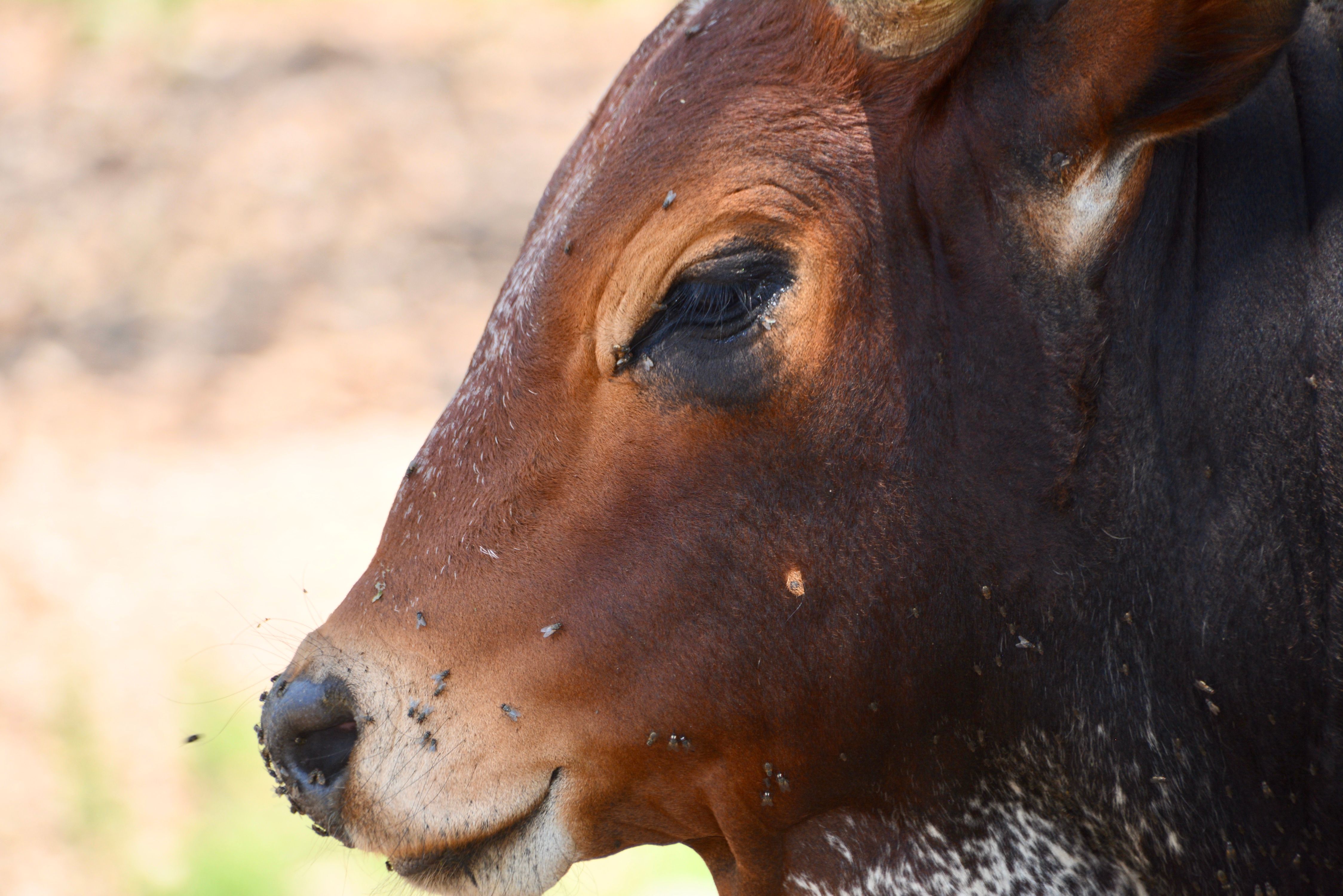 How to Control Internal and External Parasites in Cattle