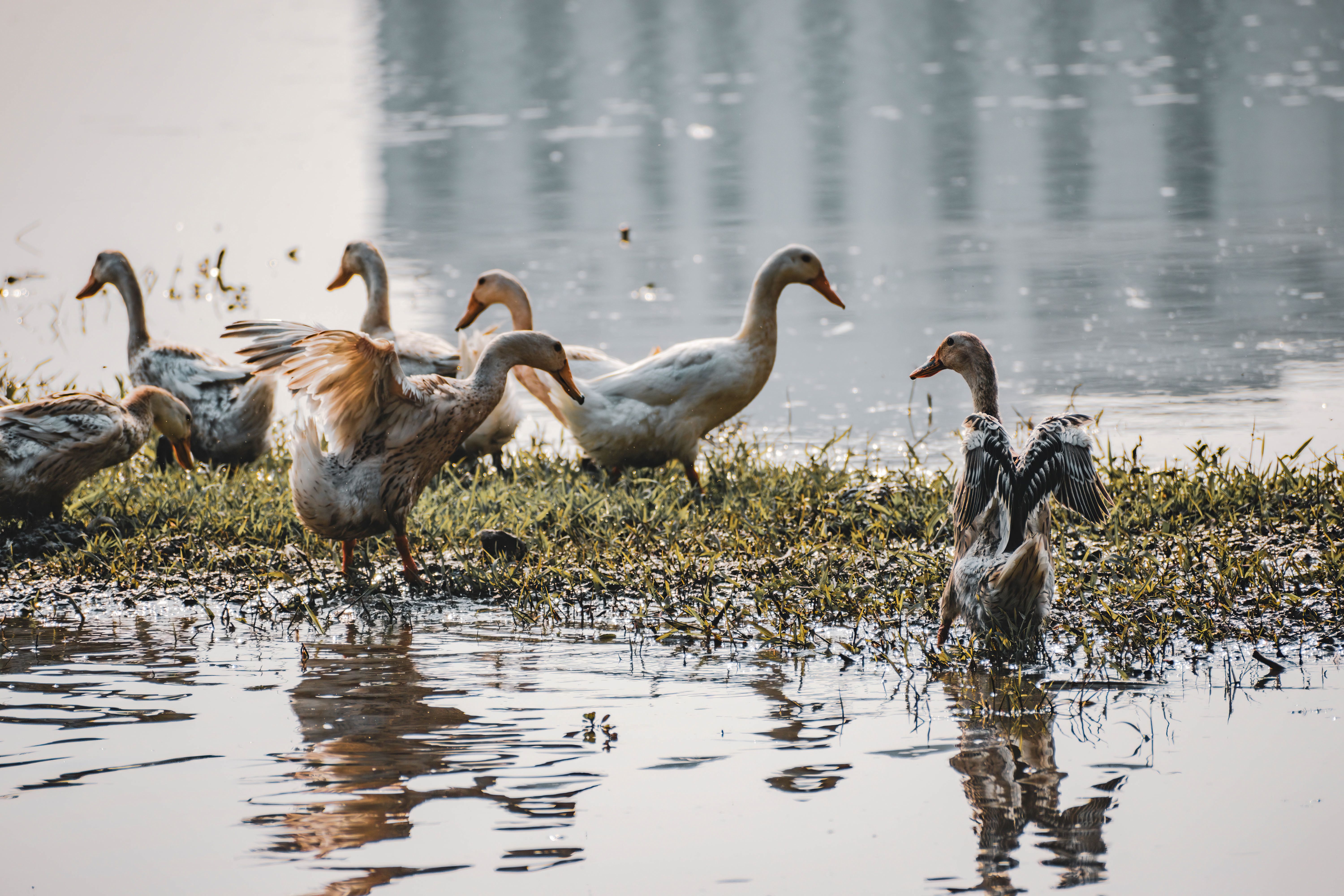 Integrated Fish and Duck Farming: Essential Practices for Sustainable and Profitable Aquaculture