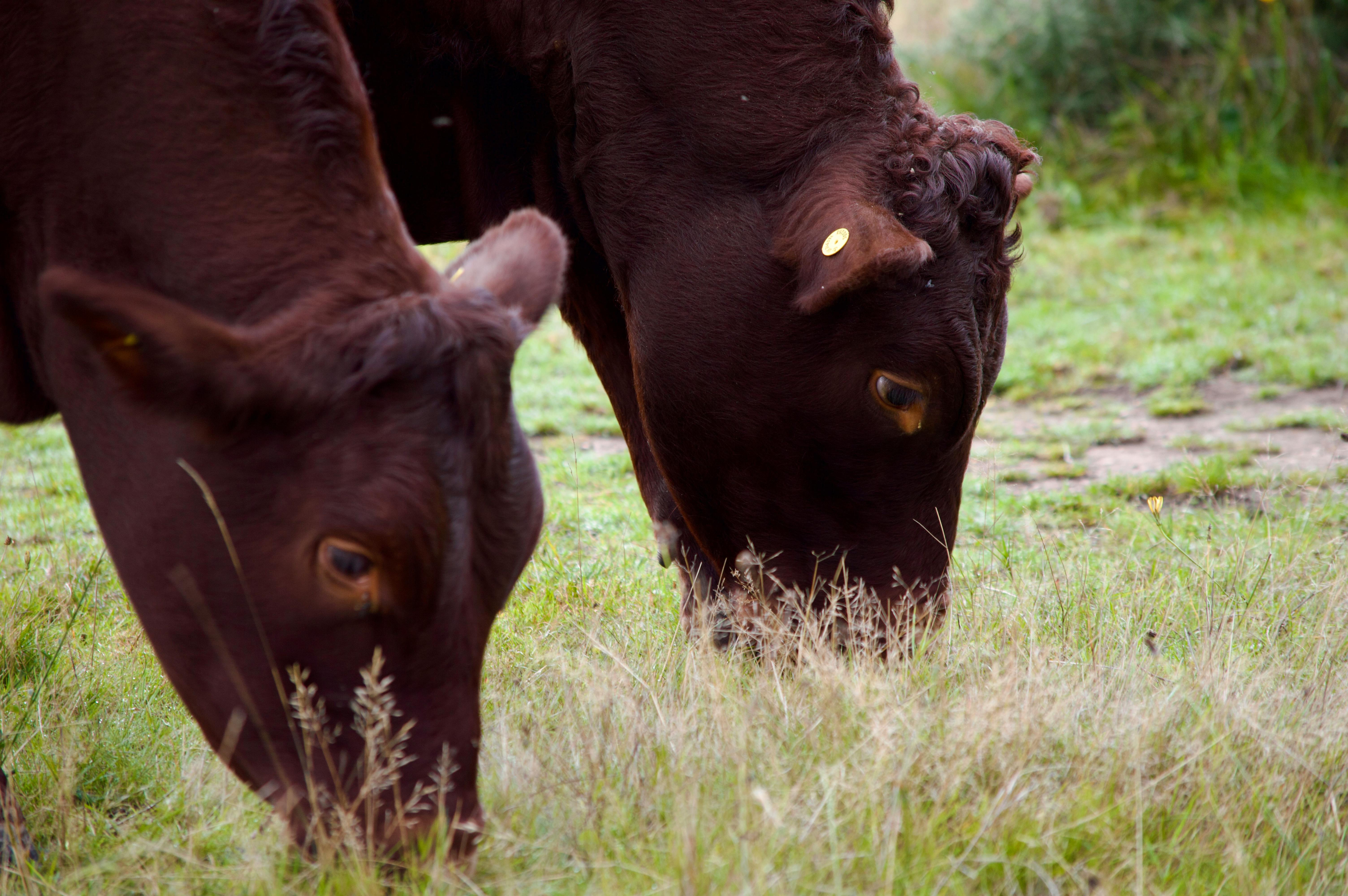 Best Feeds and Grasses for Dairy Cattle: How to Increase Milk Production Naturally