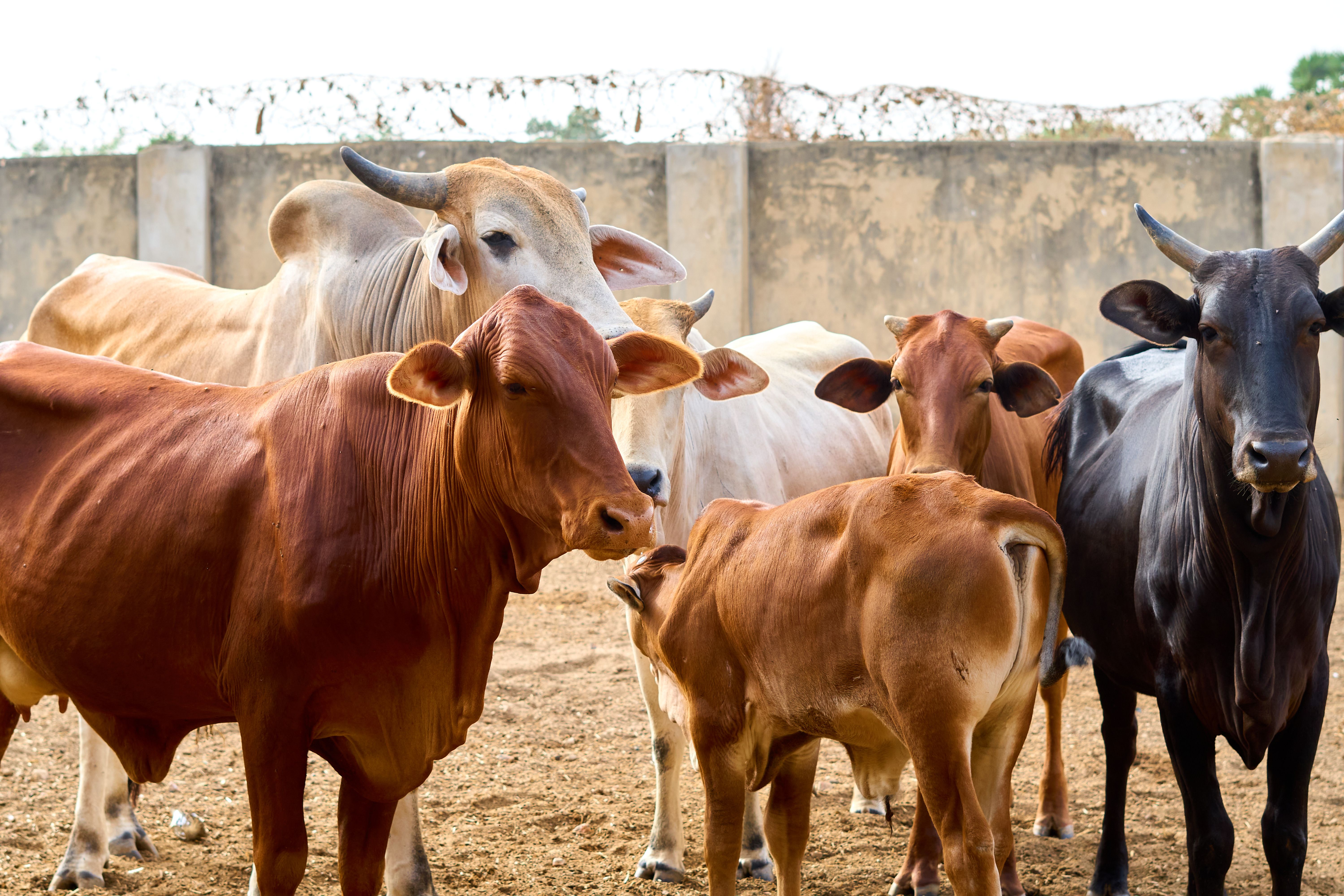How to Prevent Tick-Borne Diseases in Cattle: Essential Management Practices
