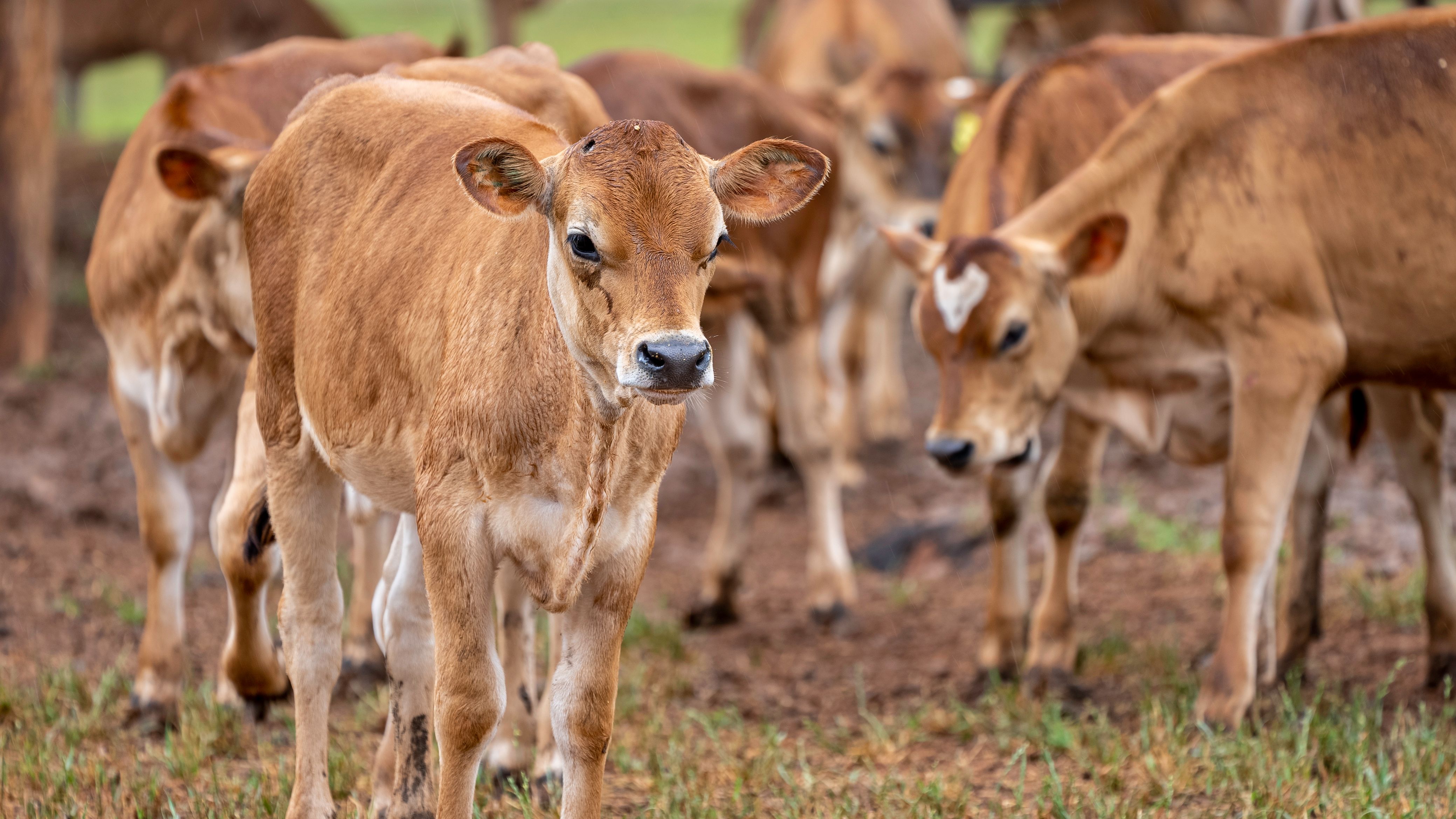 The Importance of Vaccination in Livestock Disease Control