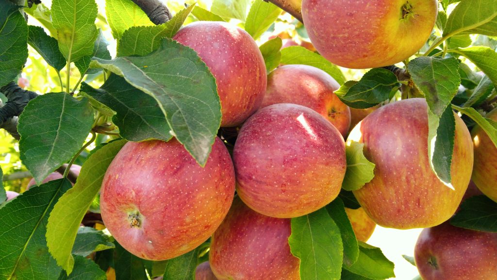 Apple Farming In Uganda: Essential Practices for Healthy Trees and High-Quality Fruit