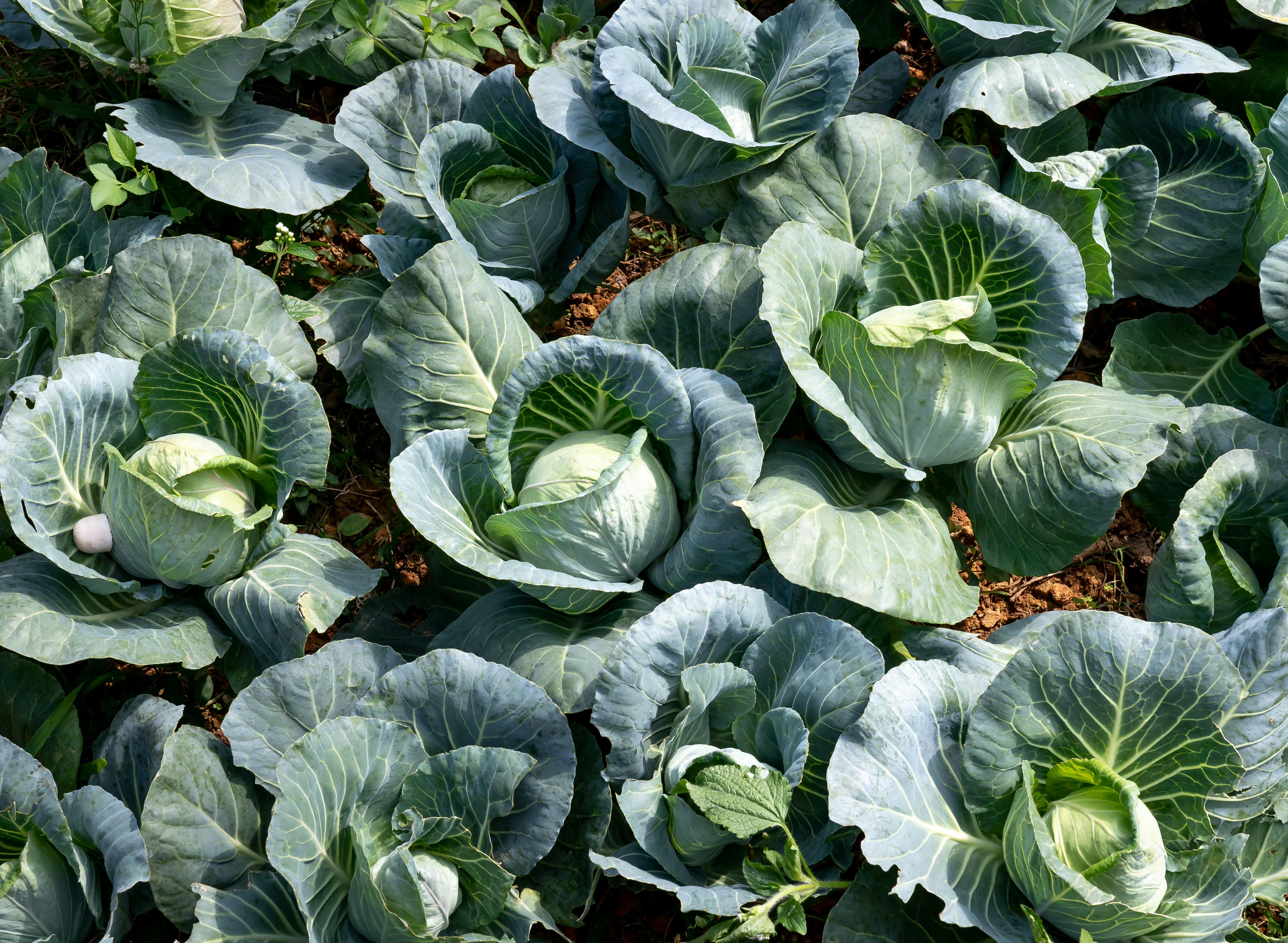 How to Grow Cabbages: Essential Practices for Healthy Growth and High Yields