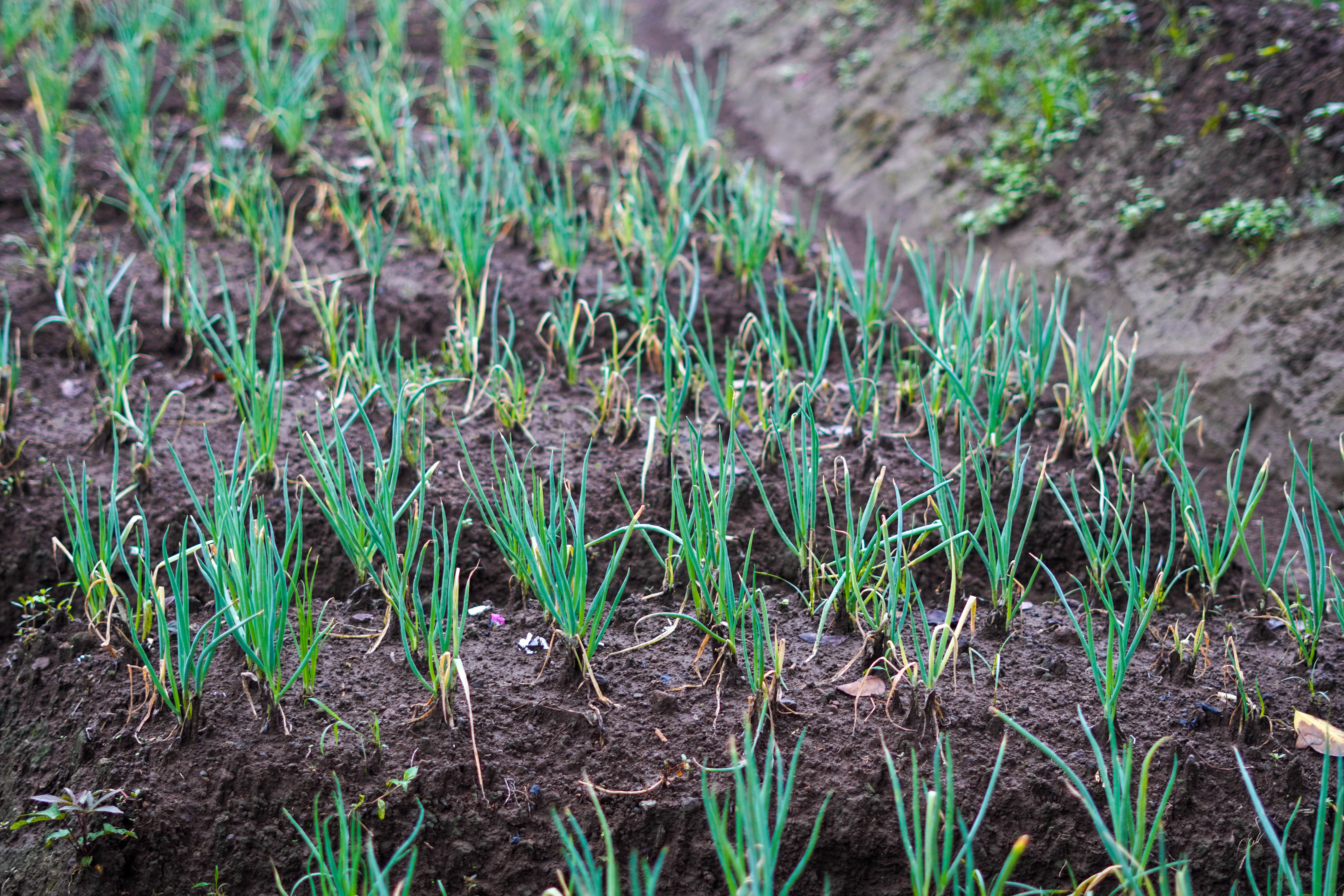 How to Grow Onions in Uganda: Essential Practices for Healthy Crops and High Yields